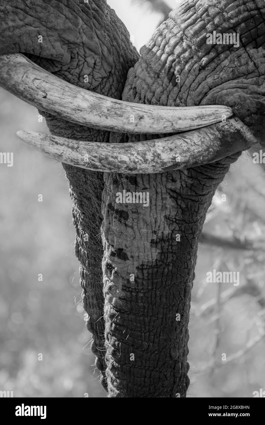 Two elephant tusks, Loxodonta africana, looking out of frame, black and white, lock together, in