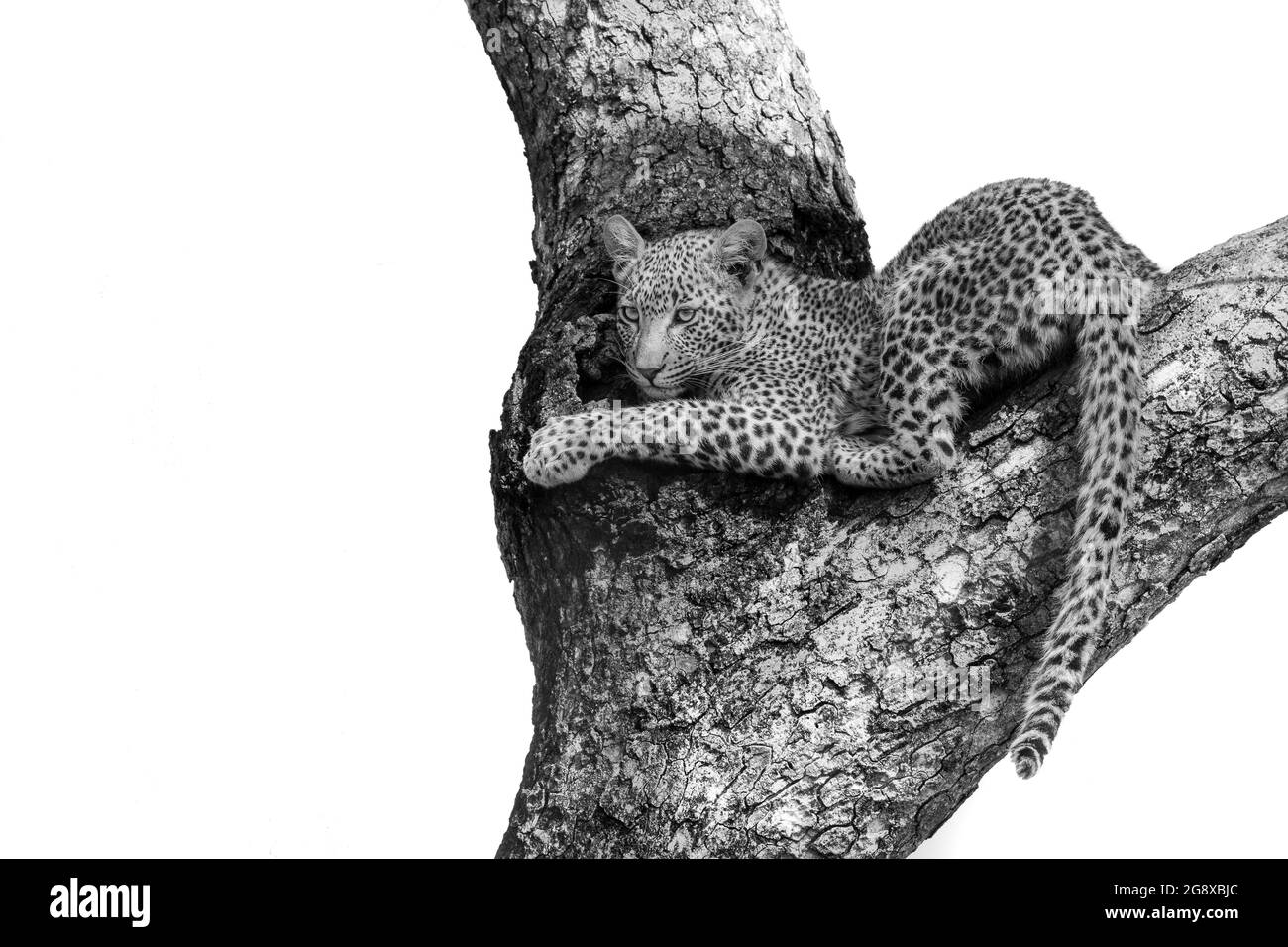Baby leopard Black and White Stock Photos & Images - Alamy
