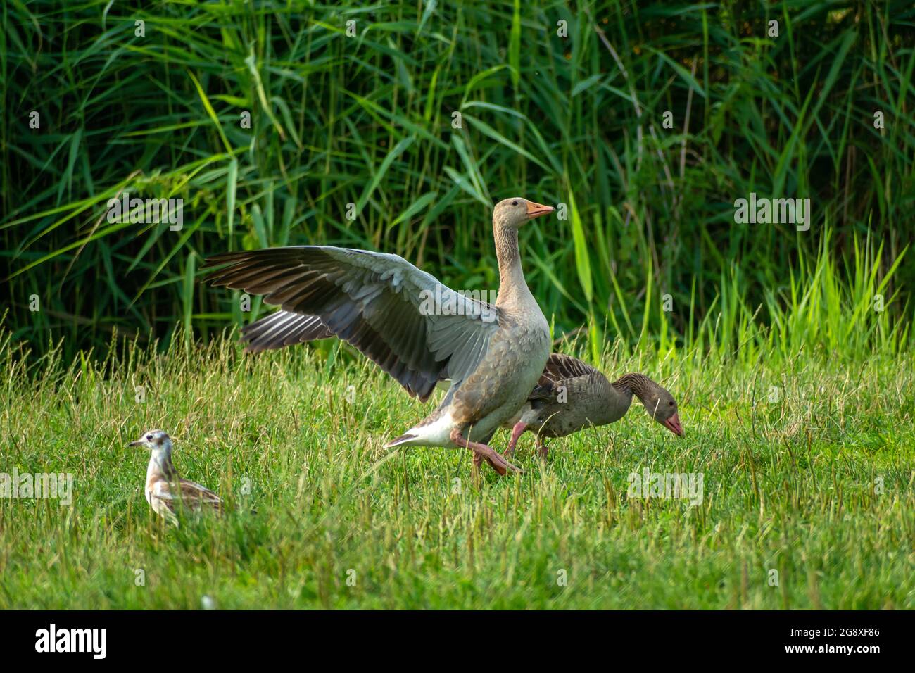 Greylag goose on the green grass, Stankow, Poland Stock Photo