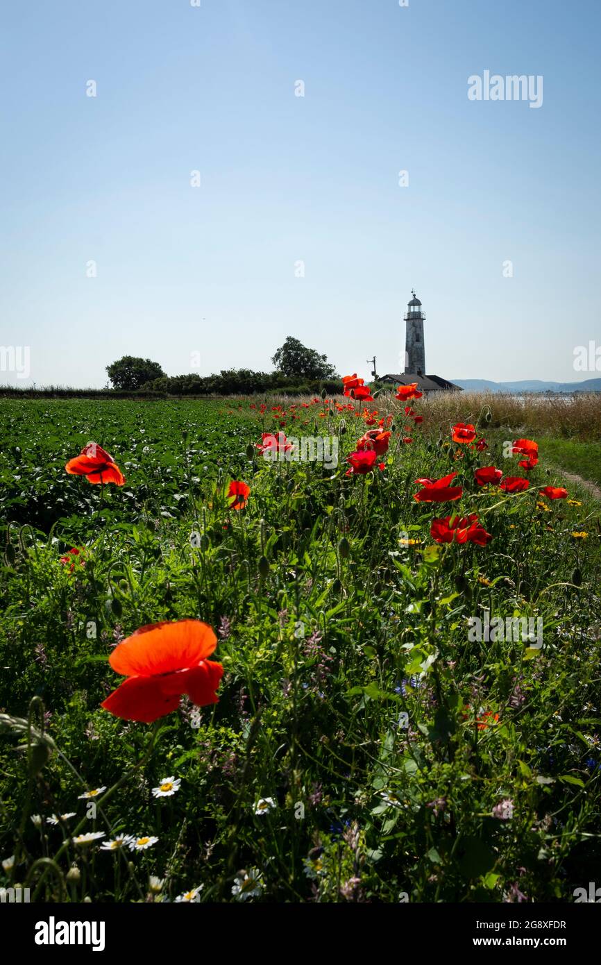 Field of wild flowers leading up to Hale Lighthouse in Hale on the river Mersey. Stock Photo