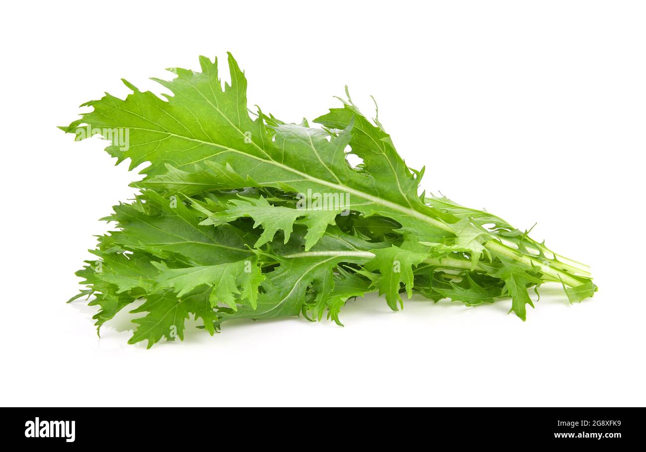 Mizuna lettuce isolated Japanese Mustard, vegetable salad for good