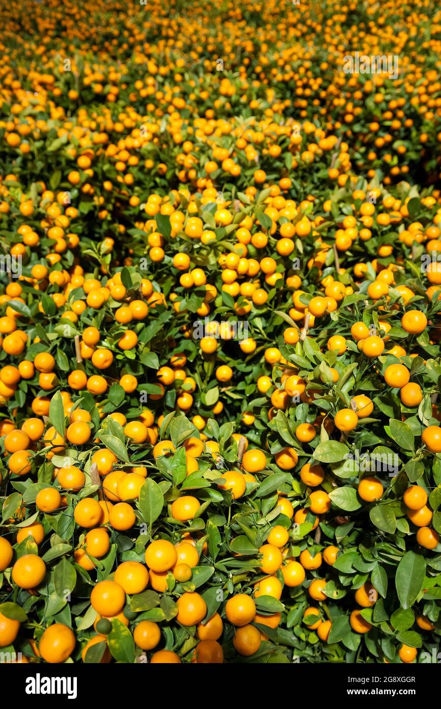 chinese new year kumquat tree