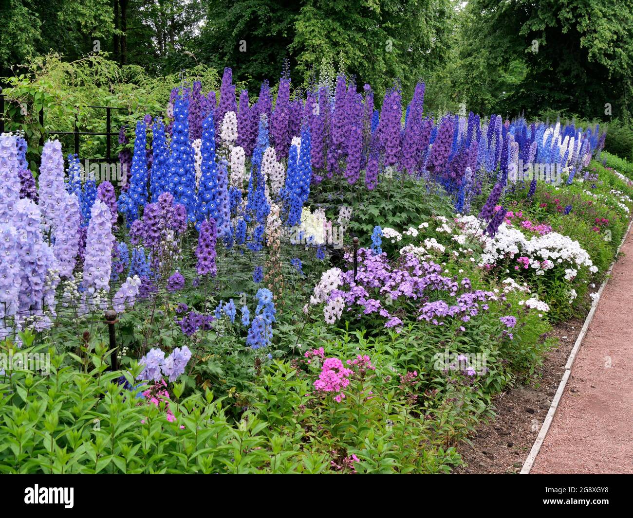 colourful display of Delphinium in the Walled Garden,Dumfries House ...