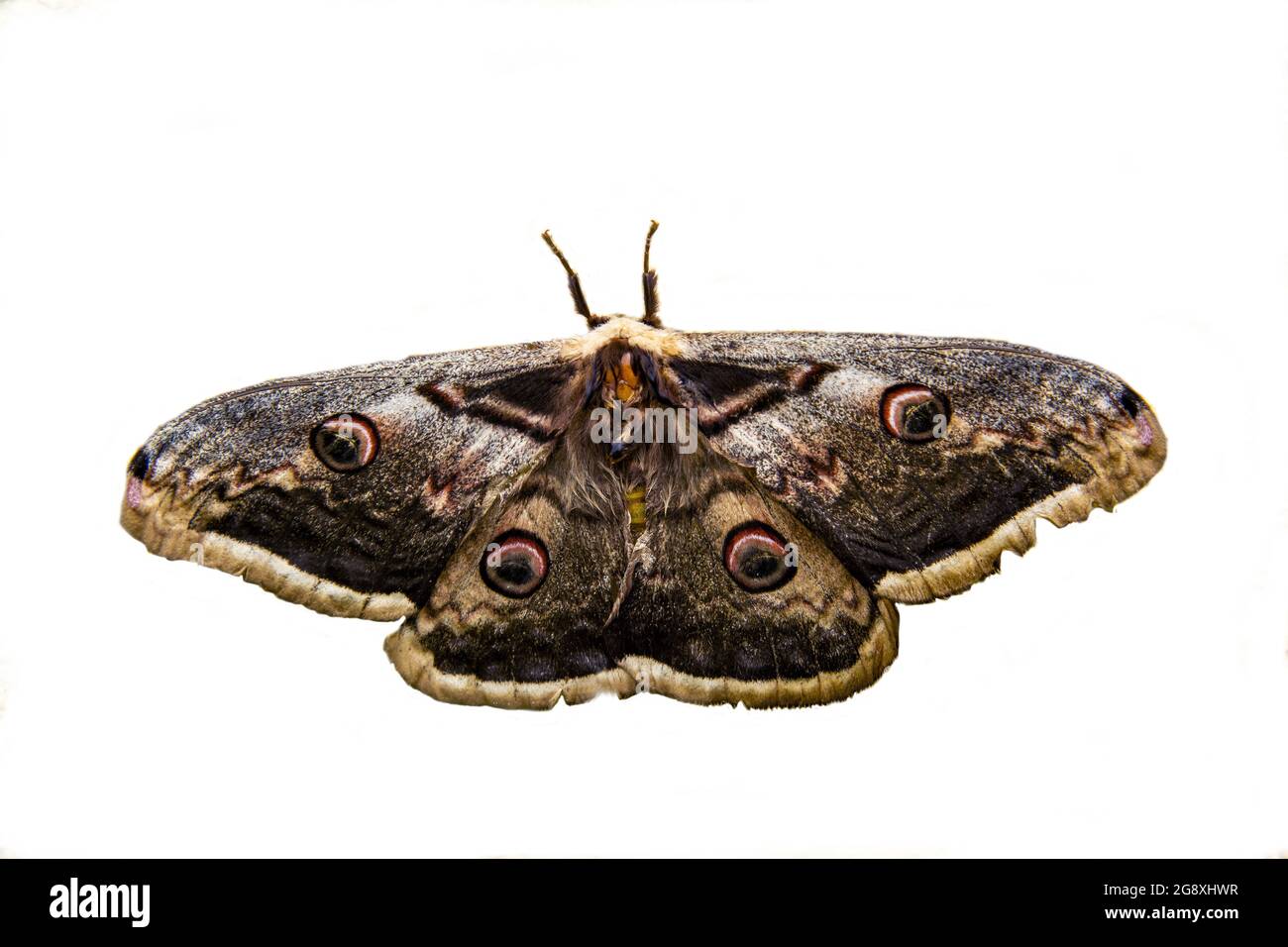 Closeup of a peacock moth isolated in white background Stock Photo - Alamy