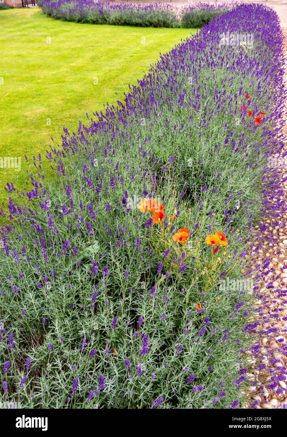 CAMBRIDGE ENGLAND KING'S COLLEGE CHAPEL LAVENDER BED AND RED POPPIES IN SUMMER Stock Photo