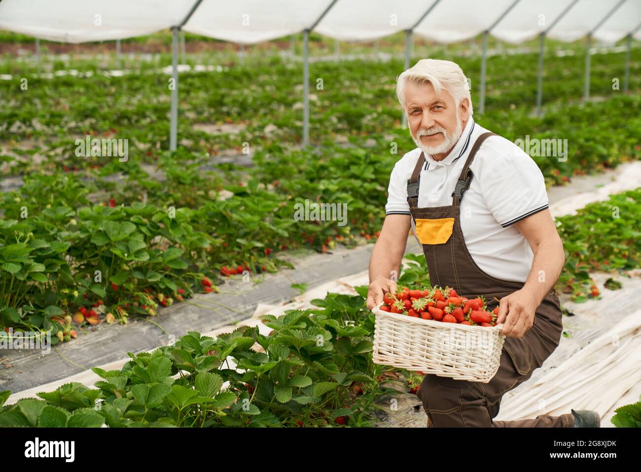 Front view of elderly man on knees collects ripe red strawberries in modern greenhouse. Concept of get fresh harvest of strawberries from the ground in hothouse. Stock Photo