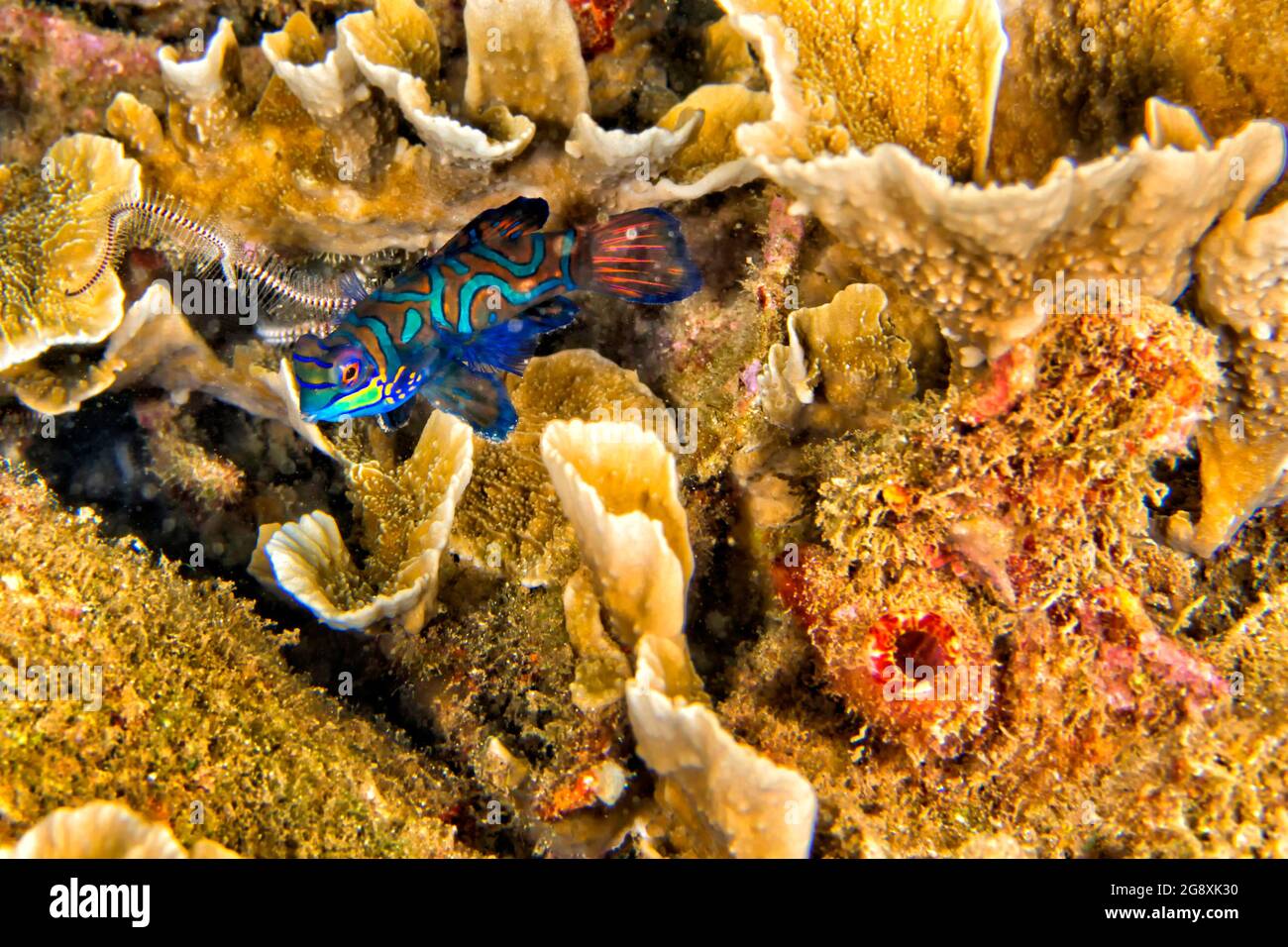 Mandarin-fish, Pterosynchiropus splendidus, Dragonet, Bunaken National Marine Park, Bunaken, North Sulawesi, Indonesia, Asia Stock Photo
