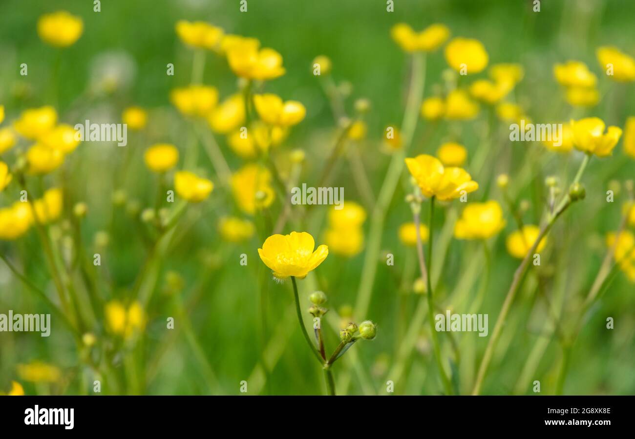 Ranunculus acris, yellow buttercup flower, known as buttercups, spearworts and water crowfoots in the countryside in Germany, Europe Stock Photo