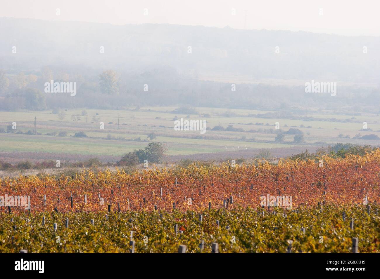 Autumn in the vineyard with fog. Mist and sunset, end of summer. Stock Photo