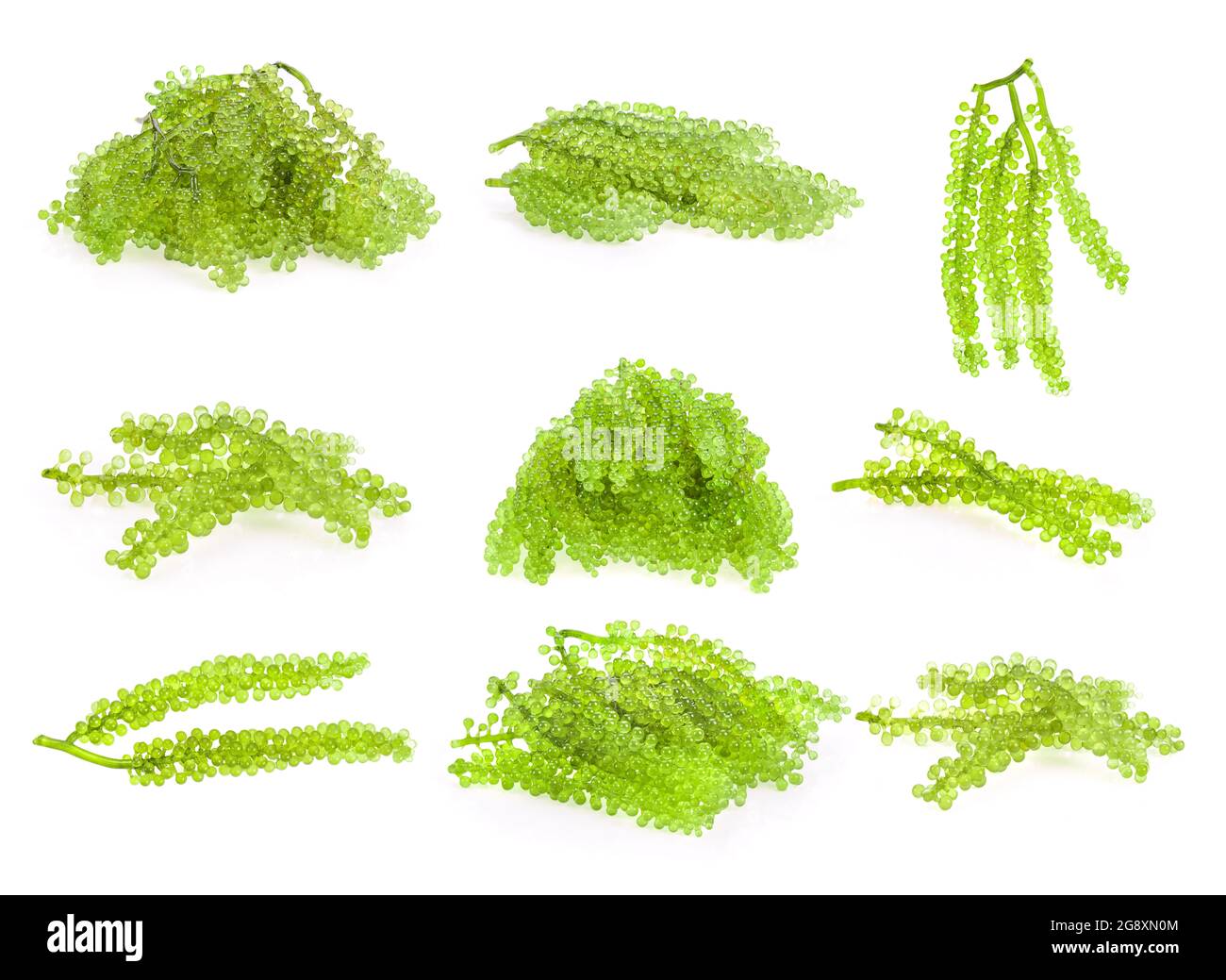 set of sea grapes ( green caviar ) seaweed Stock Photo