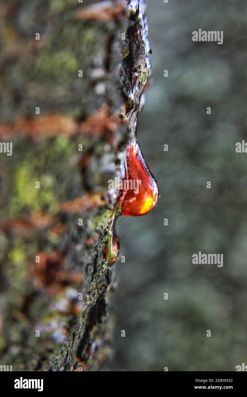 Beautiful golden tree sap hires stock photography and images Alamy