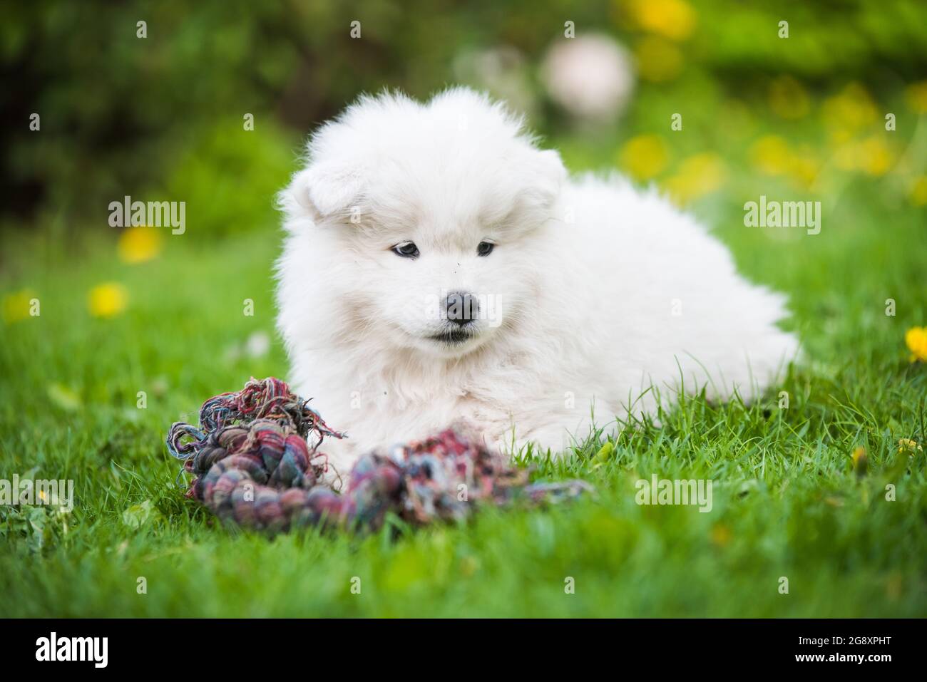 samoyed dog toy