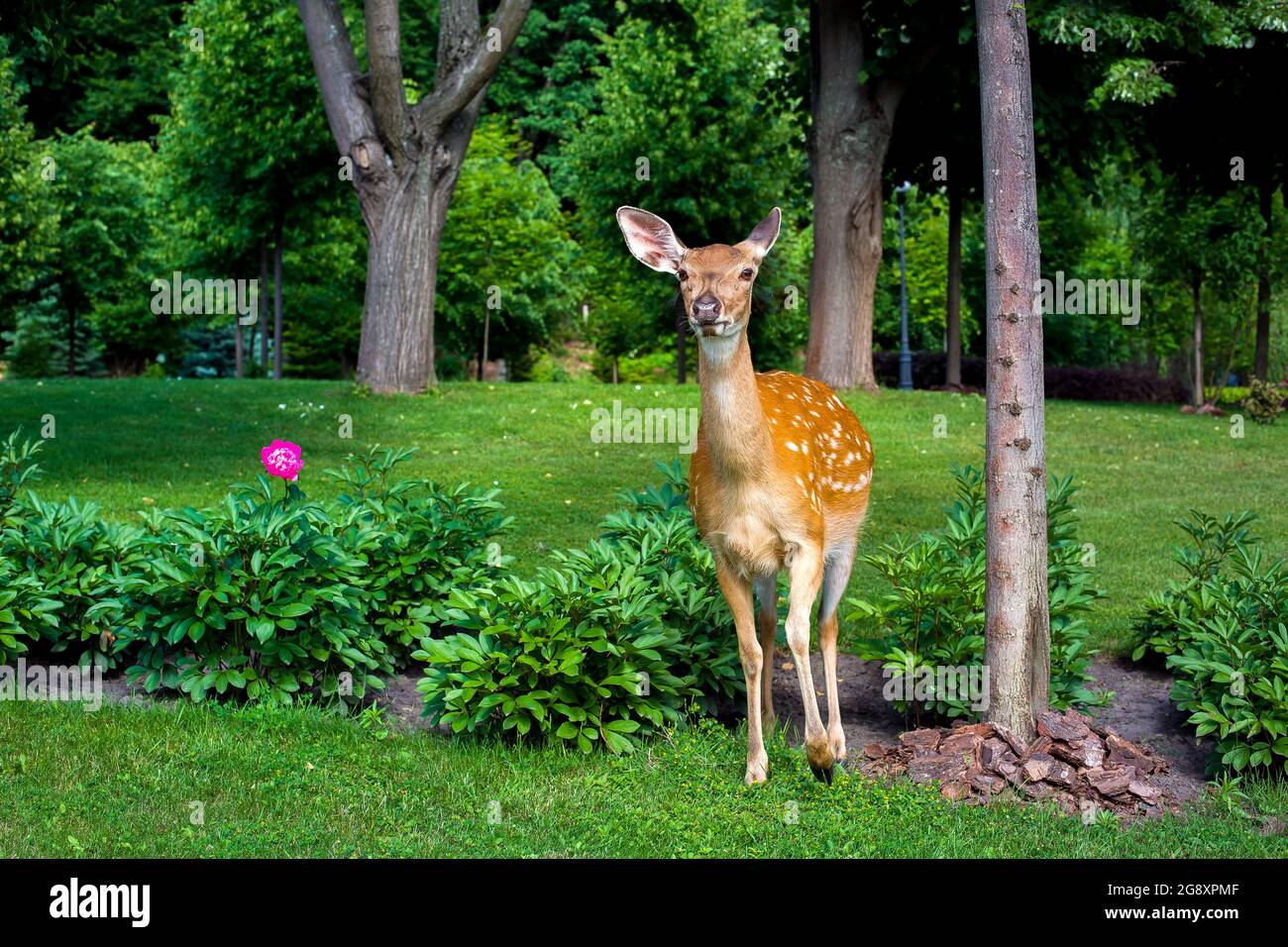 A fawn in a flowerbed of a garden among the flowers of a garden bed near a tree with bark mulching is an animal on the green glade of the park on a su Stock Photo