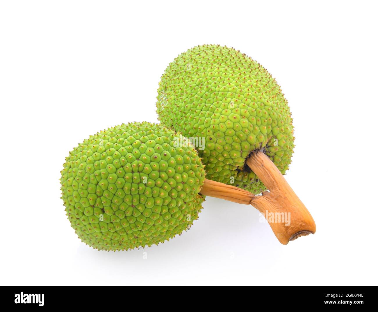 breadfruit isolated on white background Stock Photo