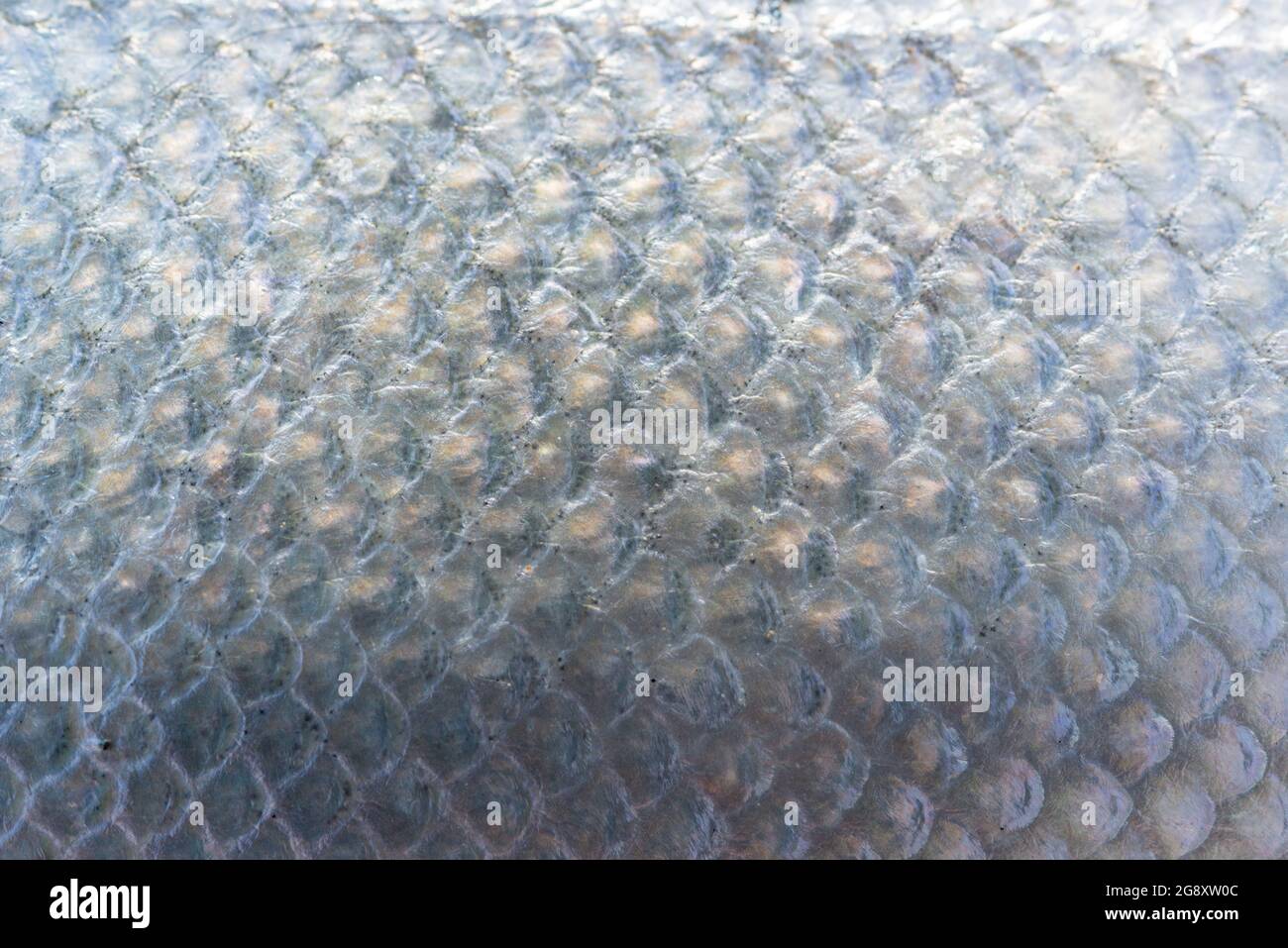 Atlantic salmon scales Stock Photo Alamy