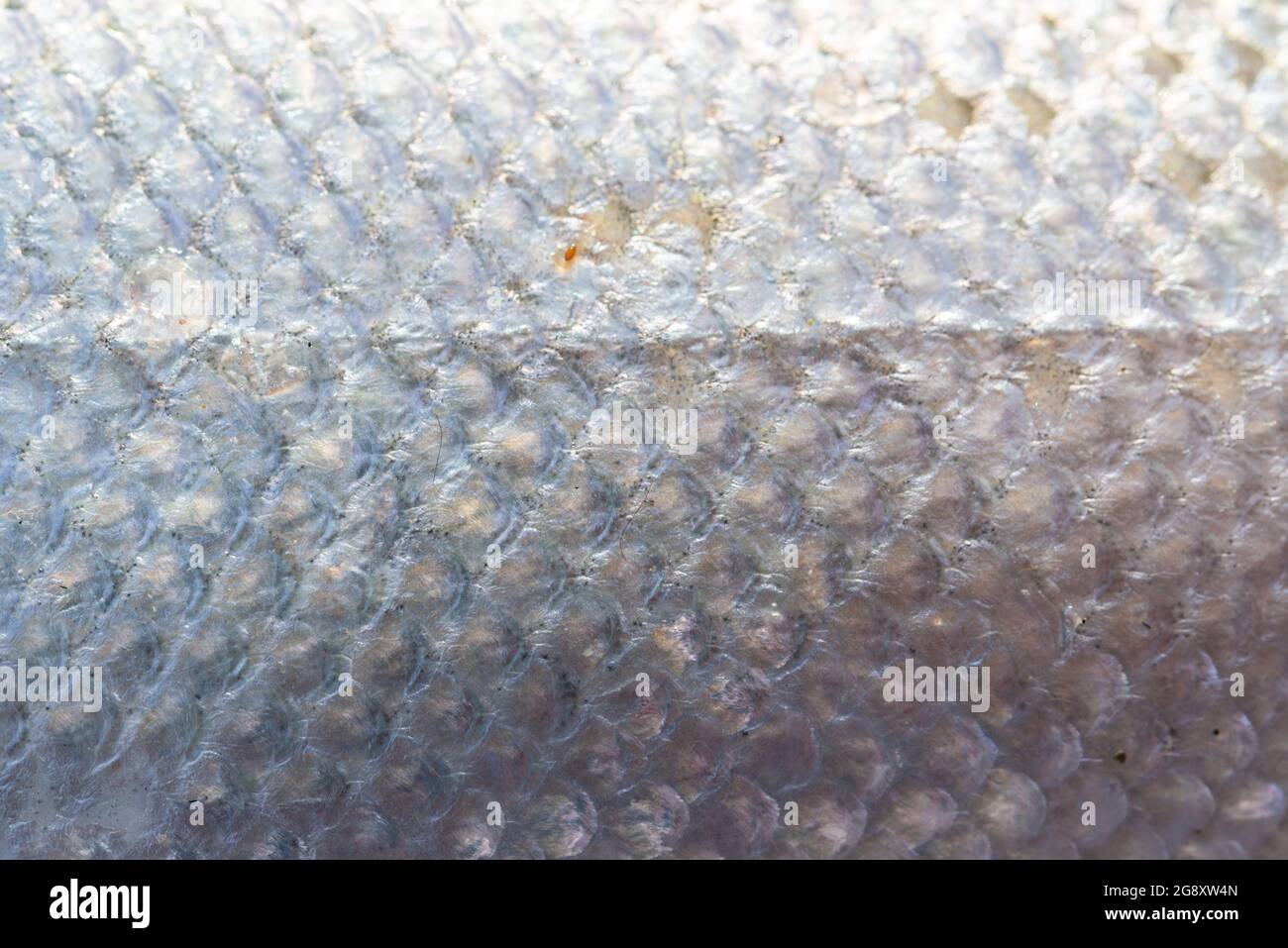 Atlantic salmon scales Stock Photo Alamy