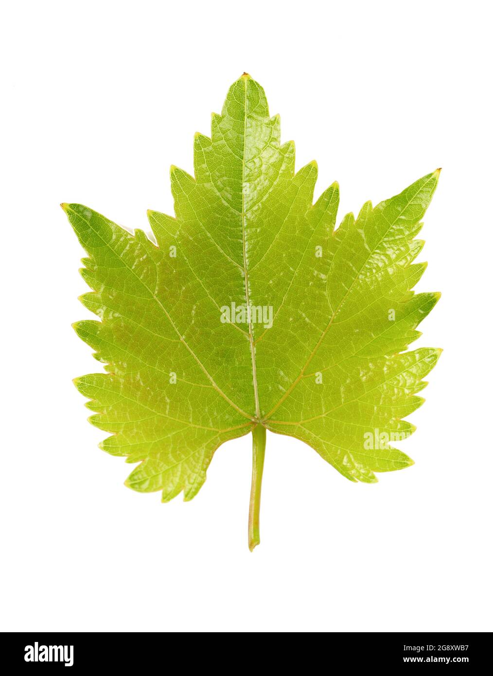 Green grape leaf isolated on white background. Clipping path Stock ...
