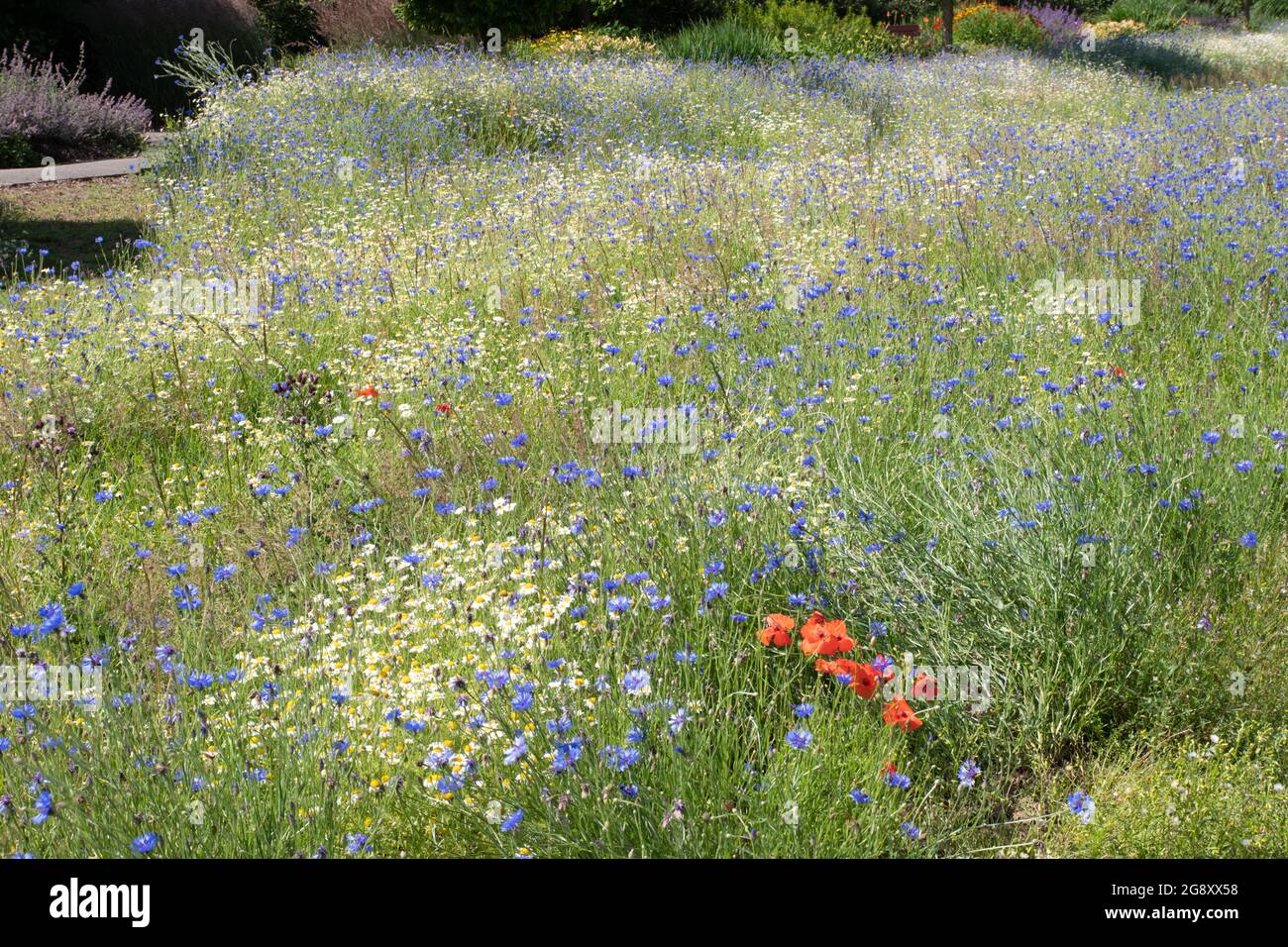 Meadow planting at Breezy Knees gardens Stock Photo