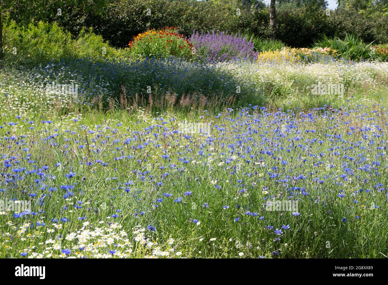 Meadow planting at Breezy Knees gardens Stock Photo