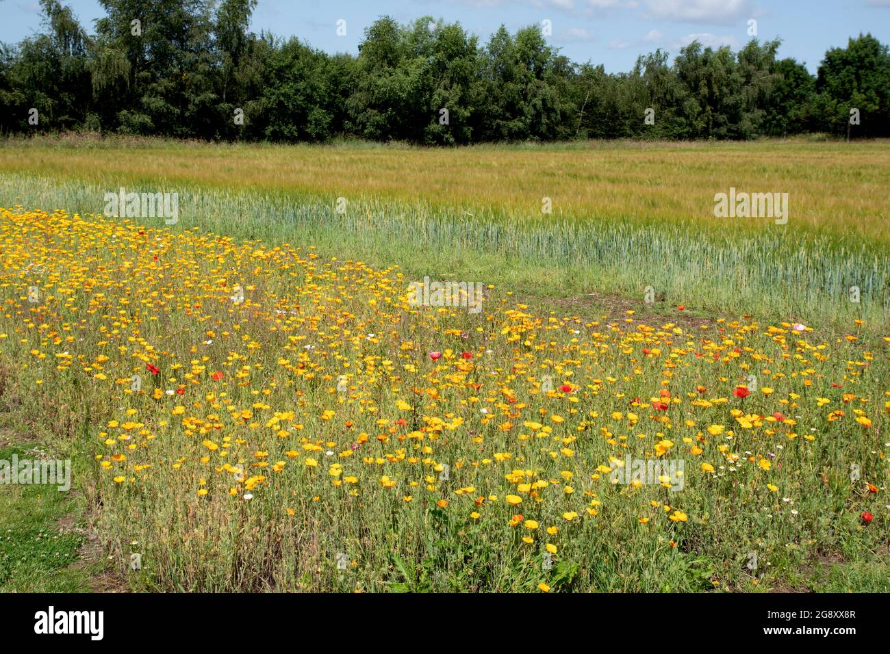 Meadow planting at Breezy Knees Gardens Stock Photo