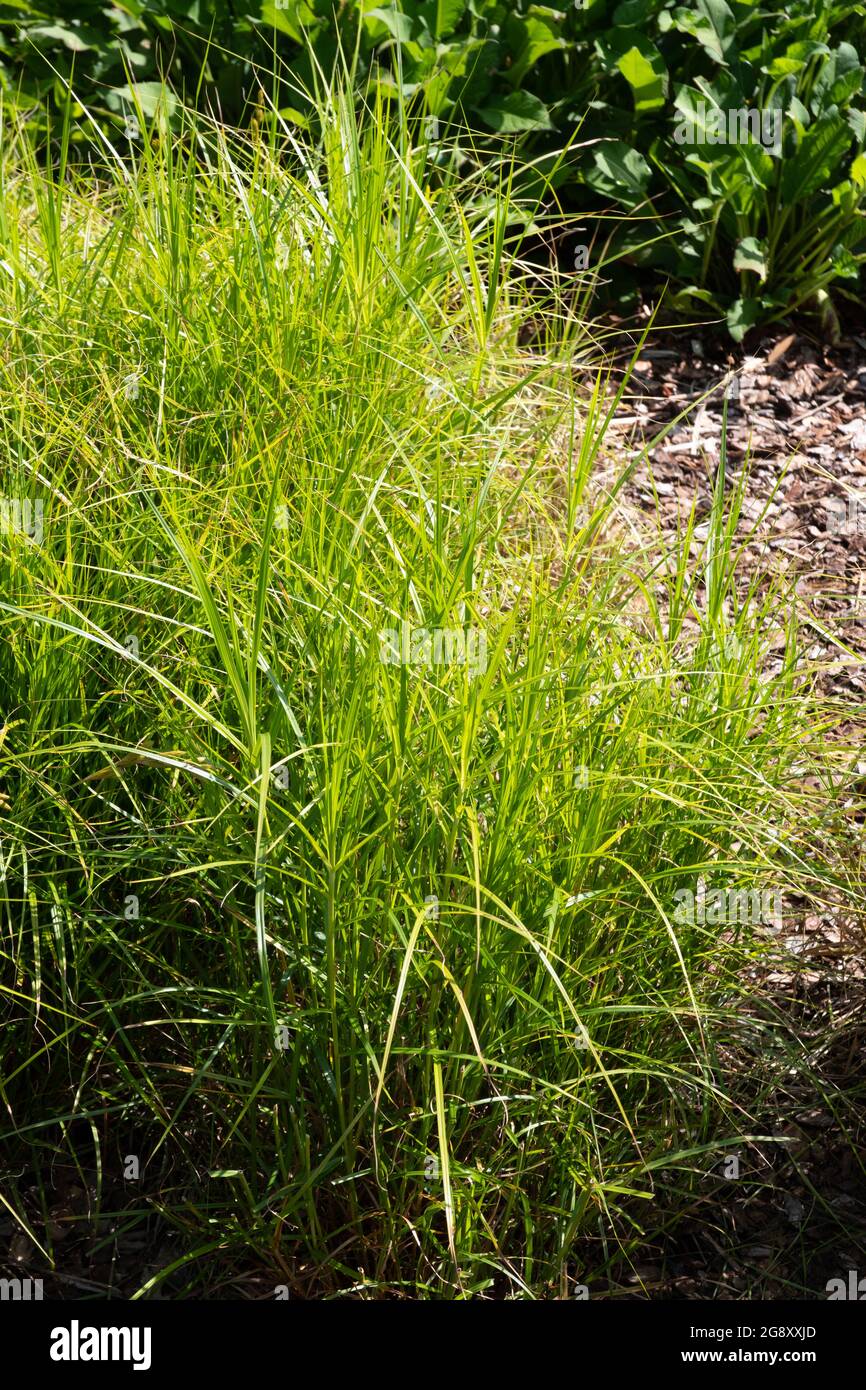 Carex muskingumensis Stock Photo