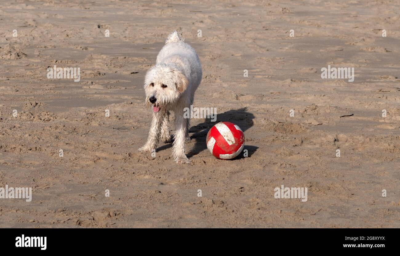 The old English Sheepdog and the South Russian shepherd dog on the lawn.  Adobe RGB Stock Photo - Alamy