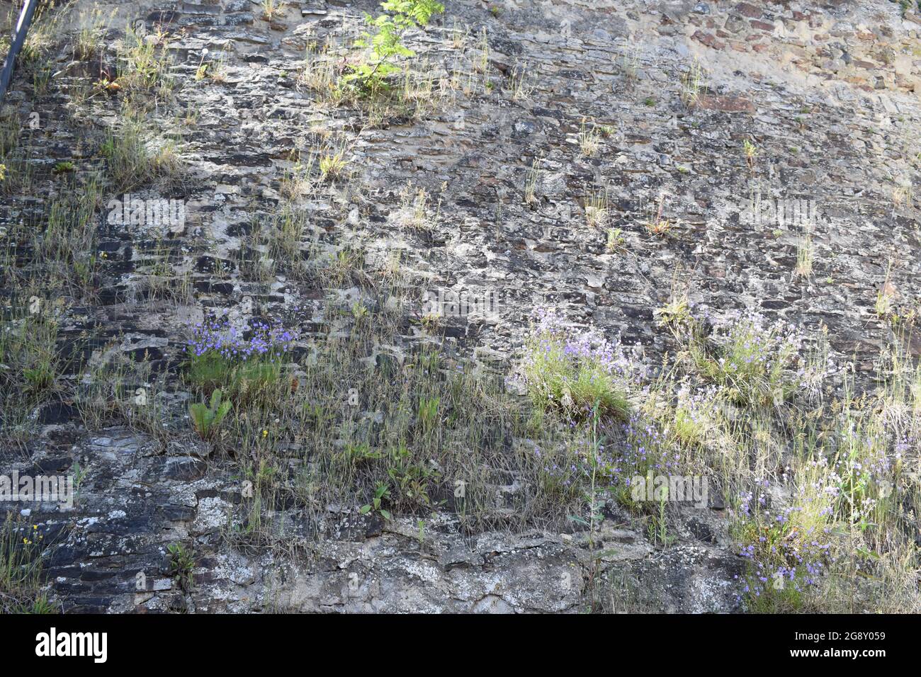plants growing in stone wall Stock Photo - Alamy