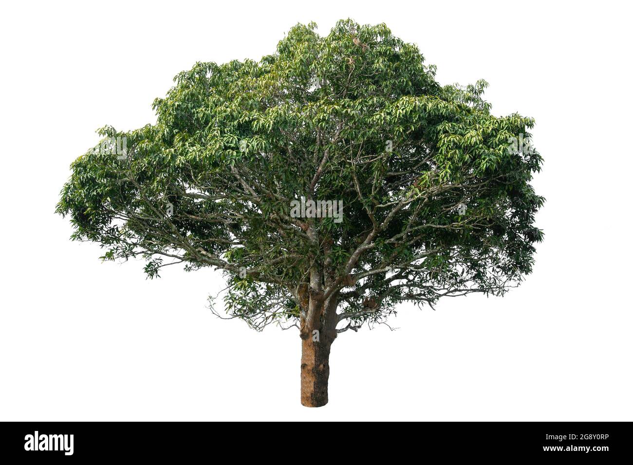 Beautiful tree with green leaves isolated on white background Stock ...