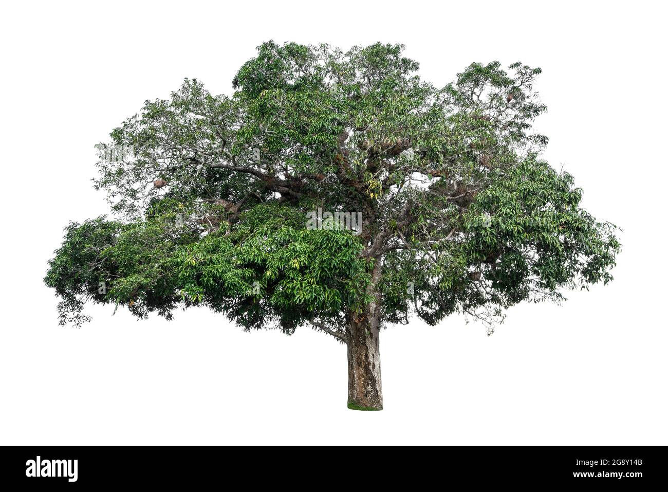 Beautiful tree with green leaves isolated on white background Stock ...