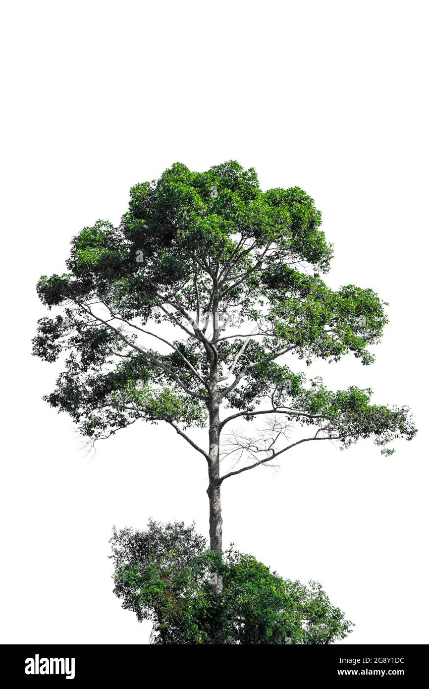 Beautiful tree with green leaves isolated on white background Stock ...