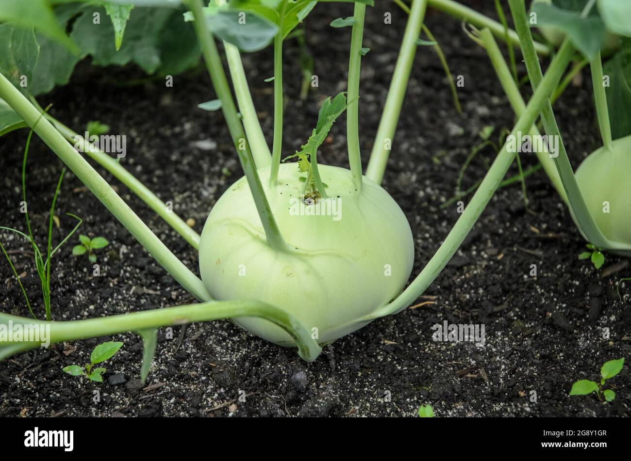 Cabbage Garden Bed High Resolution Stock Photography And Images Alamy
