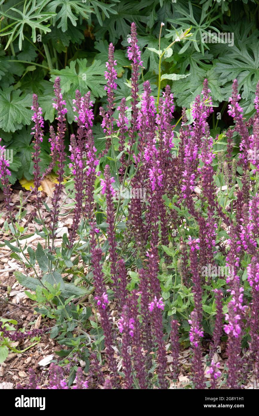 Salvia nemorosa 'Pink Beauty' Stock Photo