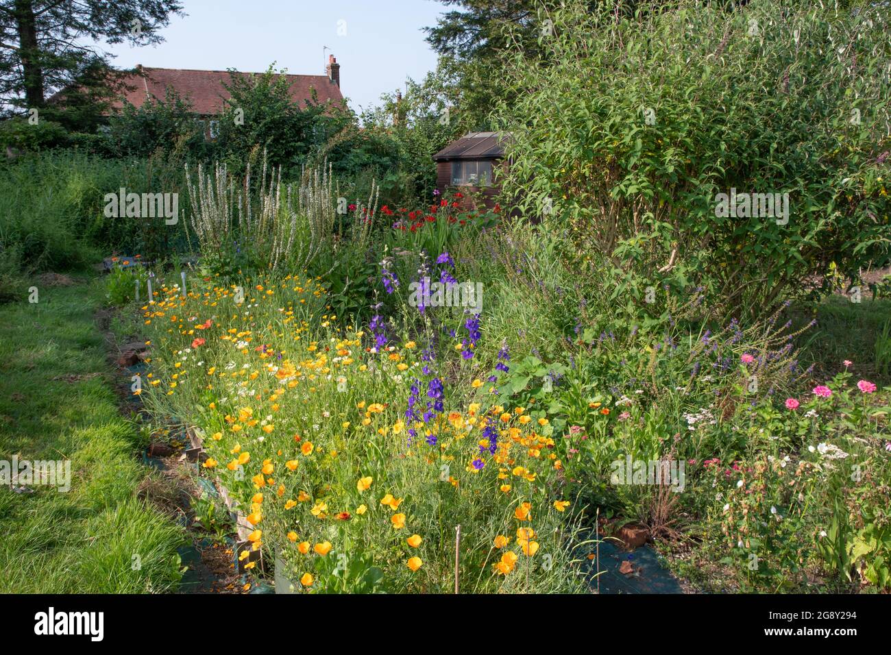 Cut flower garden at our allotment Stock Photo Alamy