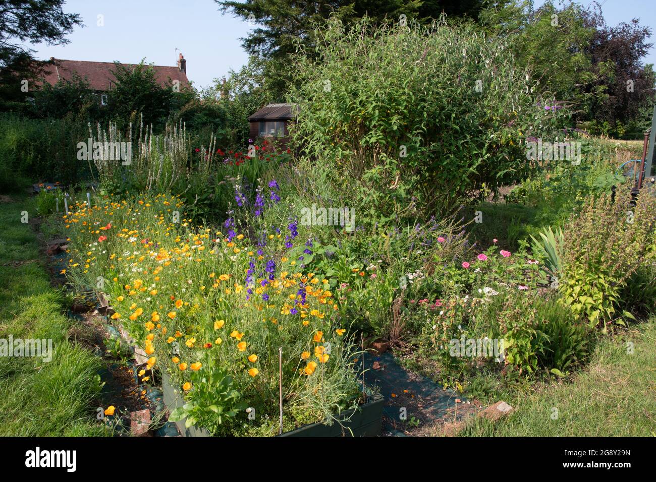 Cut flower garden at our allotment Stock Photo