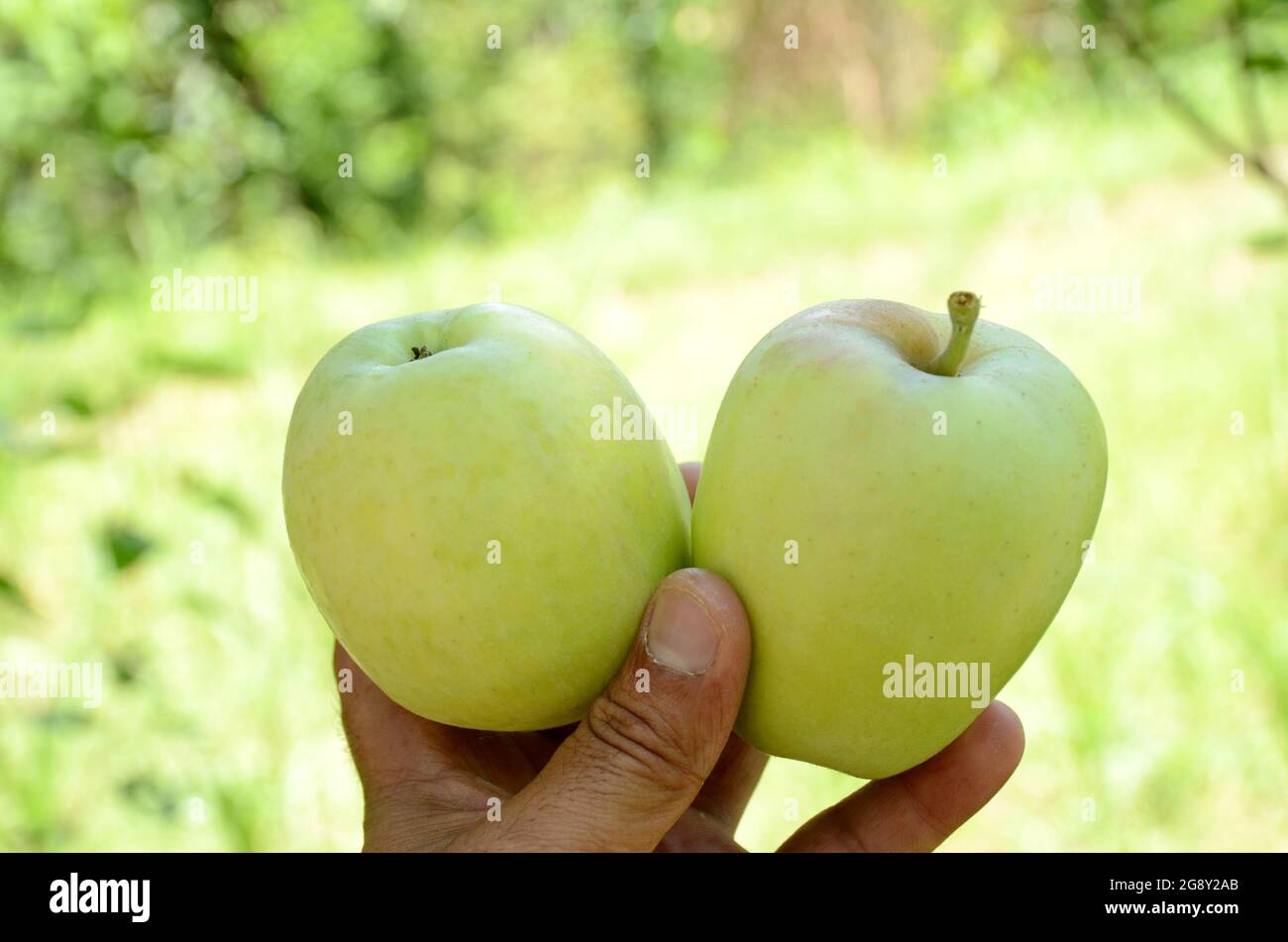 Hand holding apples hi-res stock photography and images - Alamy