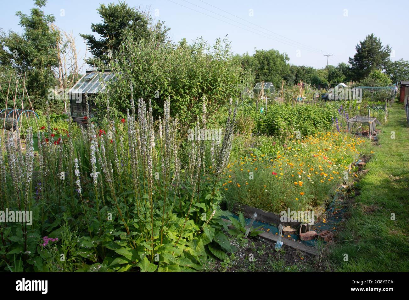 Cut flower garden at our allotment Stock Photo