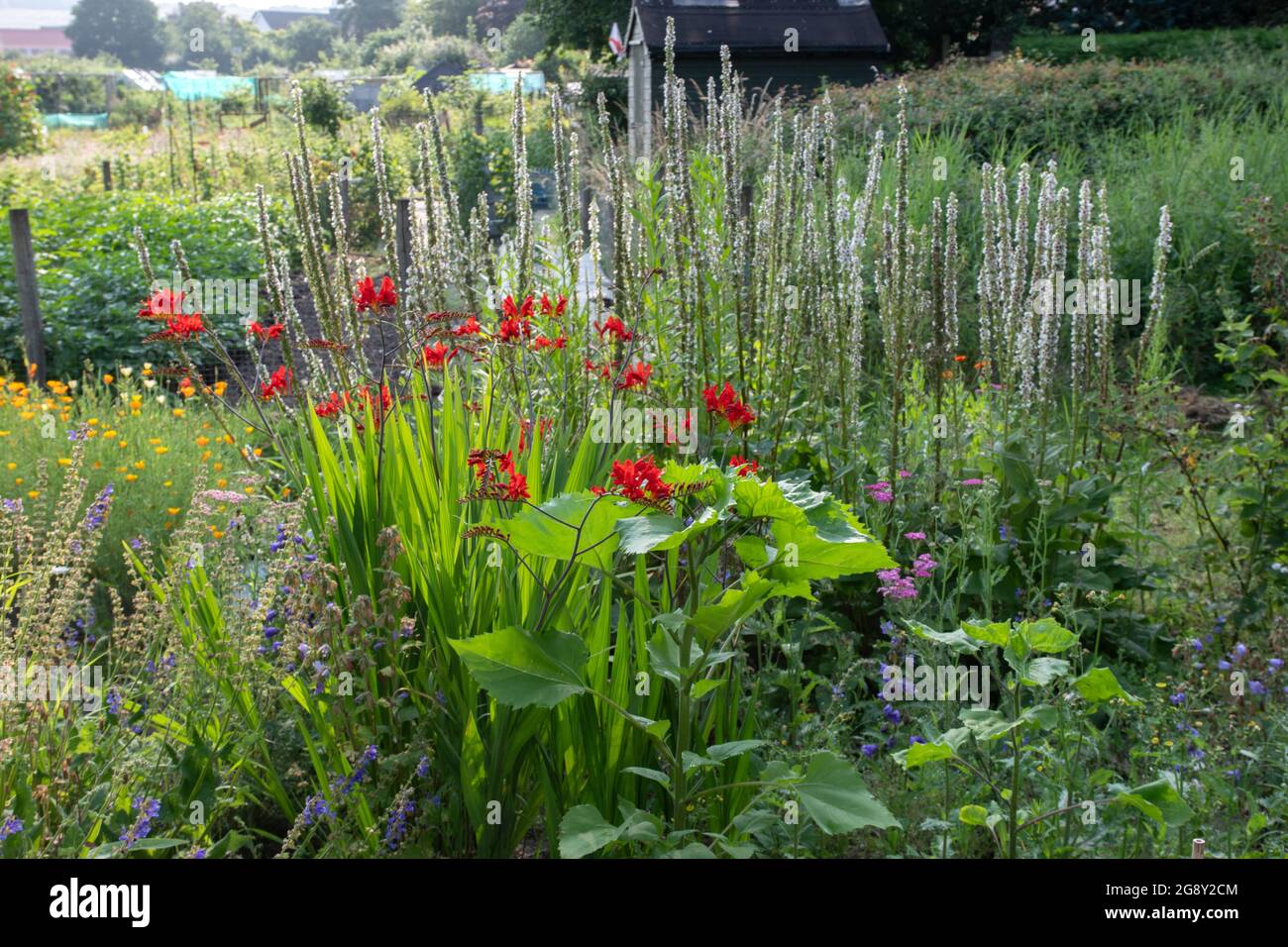 Cut flower garden at our allotment Stock Photo