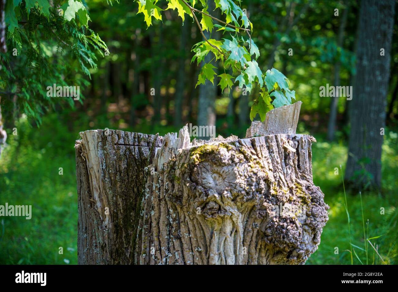 Dry cut tree stump in the woods Stock Photo Alamy