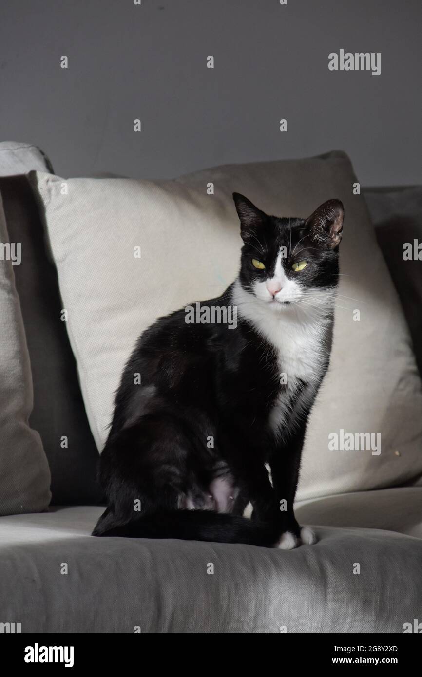 Black and white cat on sofa Stock Photo - Alamy