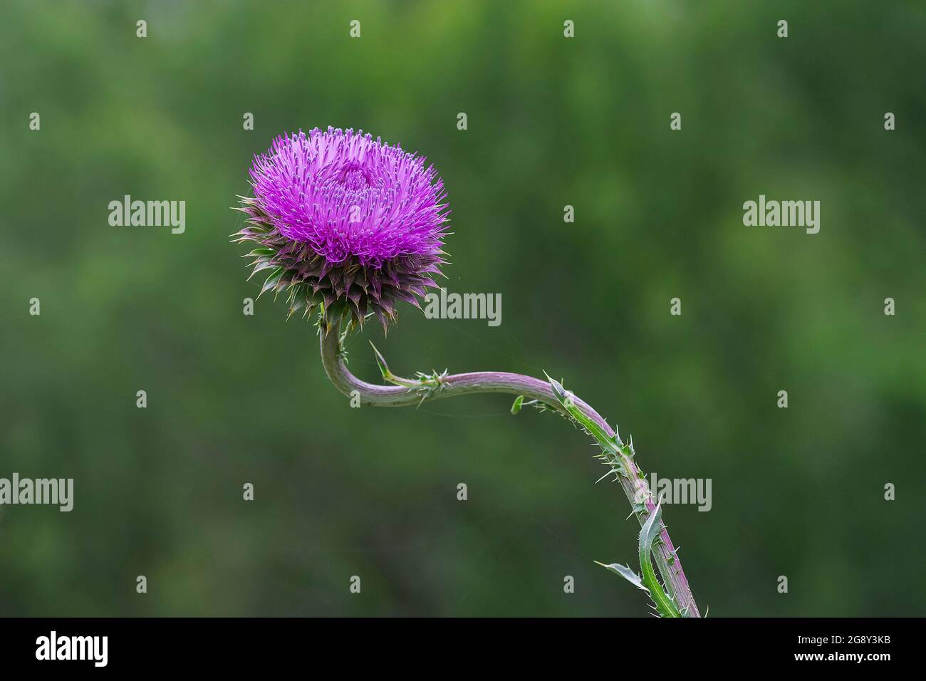 Carduus acanthoides grass, in Pampas environment , invasive European ...