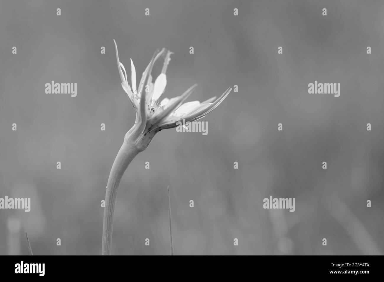 Wild flora, flowers in spring in the Pampas landscape, La Pampa