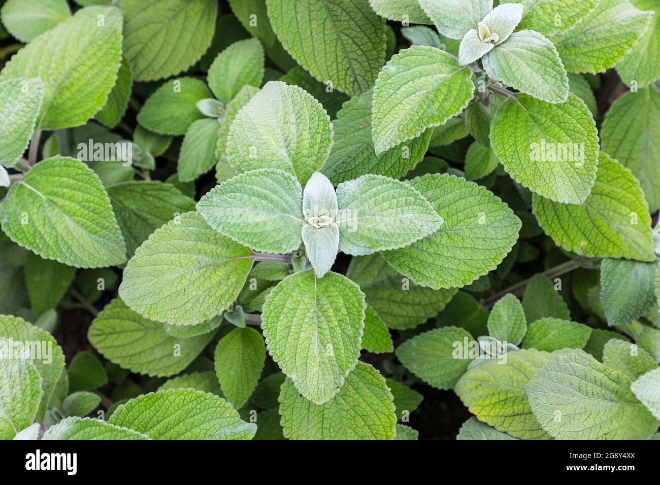 The furry leaves of Apple Mint (Mentha suaveolens), also know as pineapple mint, woolly mint or round-leafed mint, England, UK Stock Photo