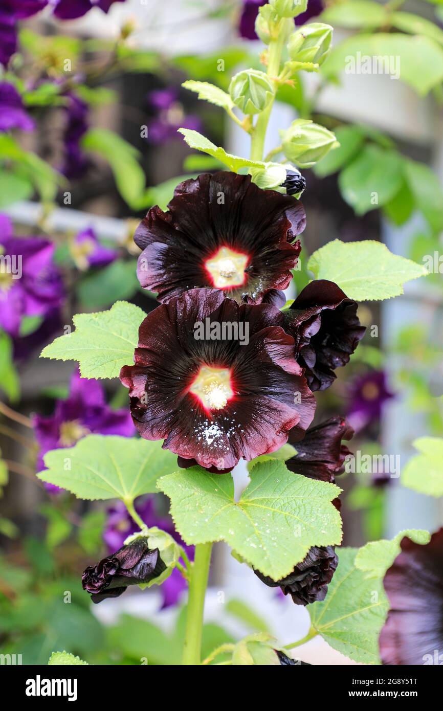 The dark flowers of a Black Hollyhock (Alcea rosea) 'Nigra' plant, England, UK' Stock Photo
