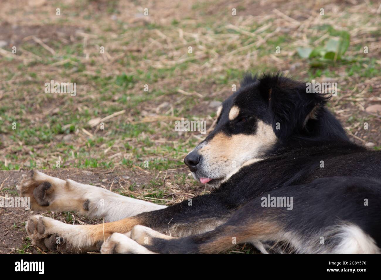 Cute domestic dog lying on the ground Stock Photo - Alamy