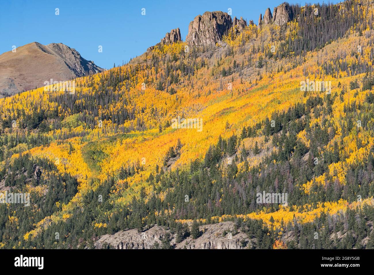 Yellow aspen trees on mountain side in the San Juan Mountains of Colorado Stock Photo