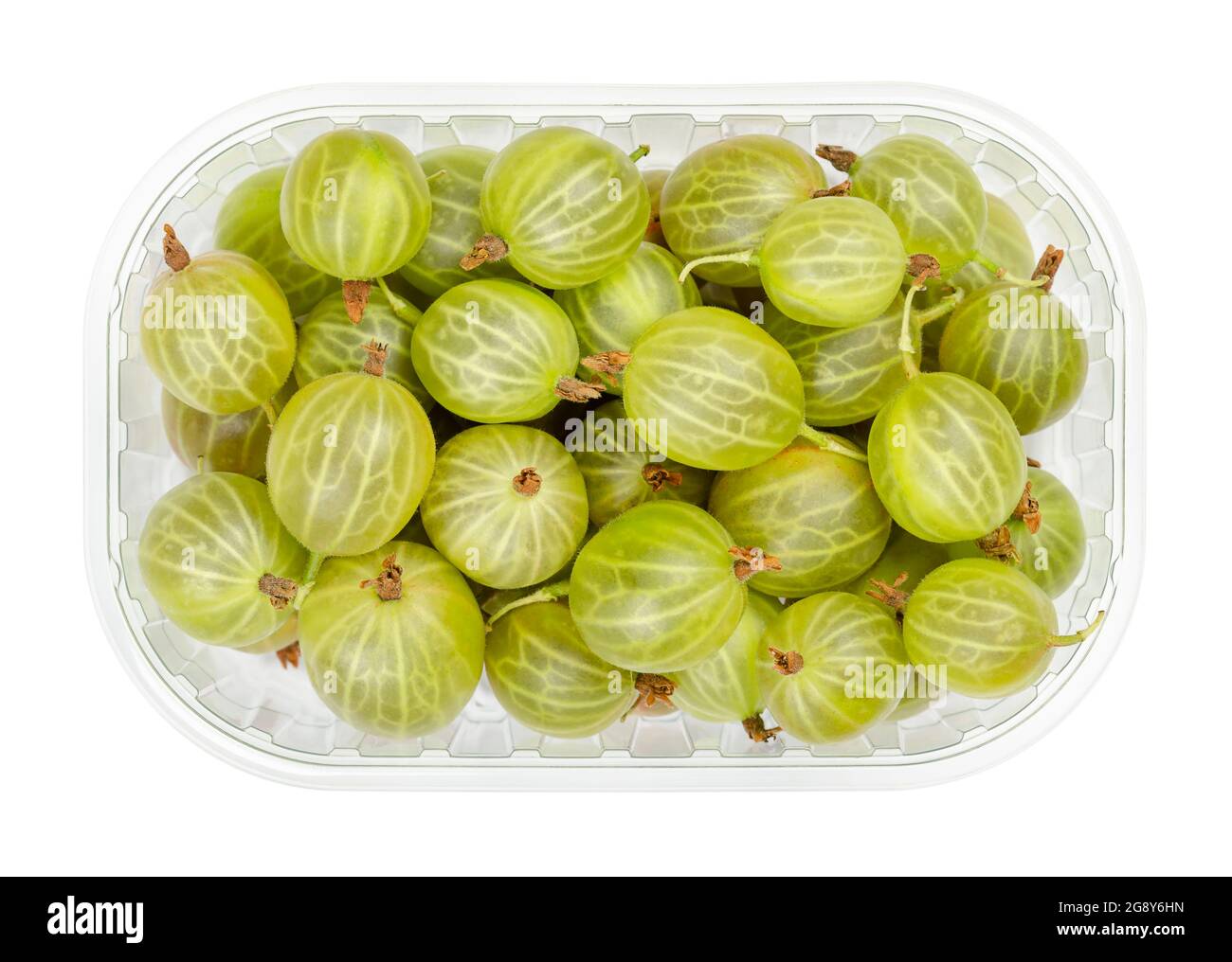 Green gooseberries in a plastic container. Fresh ripe berries, fruits of Ribes, also known as European gooseberry, with sourish sweet taste. Stock Photo