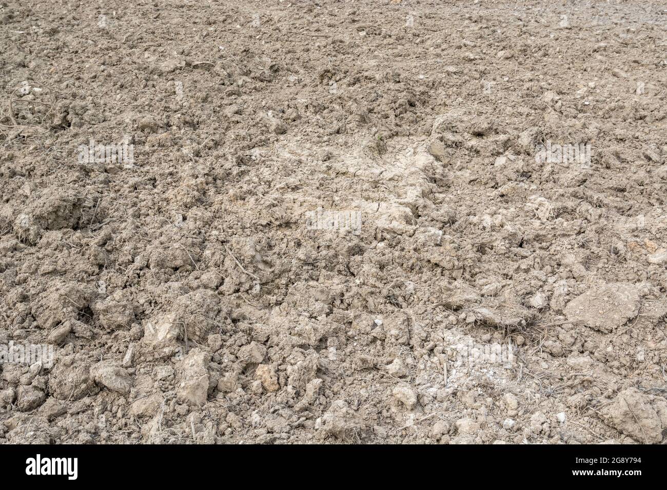 Dry clods of earth in UK field. For 2021 heatwave, drought, parched earth, crop losses, European or US heatwave, hot summer season, dry farmland. Stock Photo
