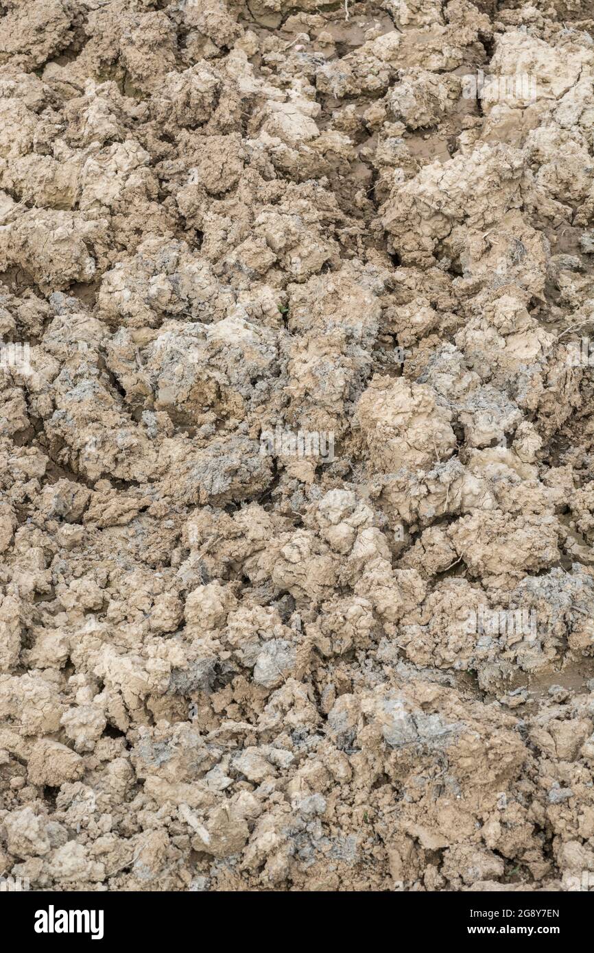 Dry clods of earth in UK field. For 2022 heatwave, parched earth, crop losses, European / US heatwave, hot summer season, farmland drought in UK. Stock Photo