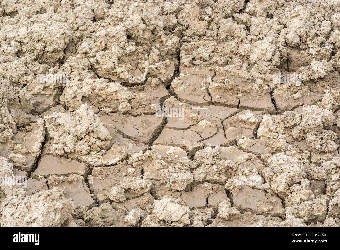 Shot of cracked dry field. For 2022 heatwave, drought in UK, parched earth, crop losses, European / US heatwave, water crisis, dry farmland in UK Stock Photo