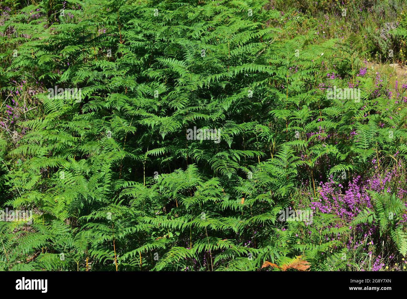 Backdrop of bright ferns hi-res stock photography and images - Alamy